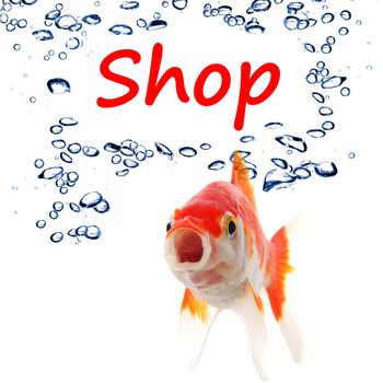 shopping or shop concept with word and goldfish