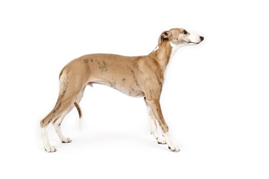 An image of a beautiful whippet dog on white background