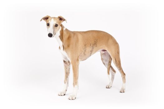 An image of a beautiful whippet dog on white background