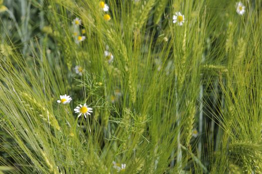 green barley field detail with chamomille blossoms