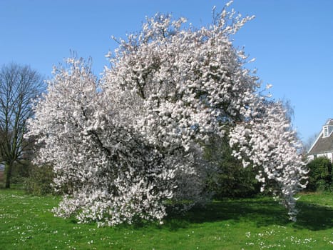 Tree on grass with white blossom