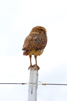 Burrowing owl on a fence post. Athene cunicularia - Strigidae.