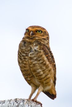 Burrowing owl on a fence post. Athene cunicularia - Strigidae.