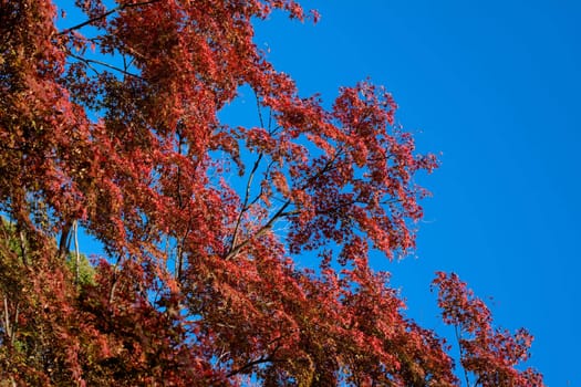 Red trees in a Japanese autumn park 
