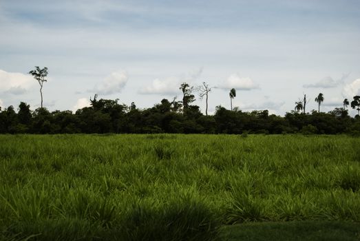 Pasture and forest on brazilian cattle farm. Northwest of Parana State, southern Brazil.