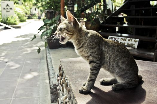 yawning cat on the street at summer