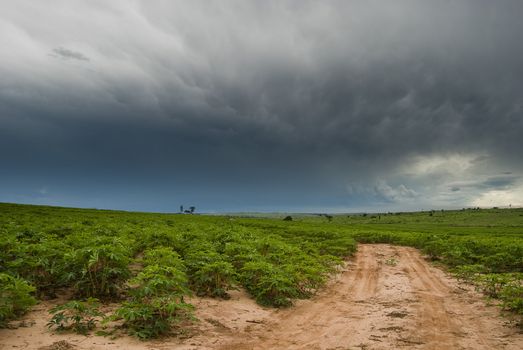 Rain clouds above manioc plantation on southern Brazil.