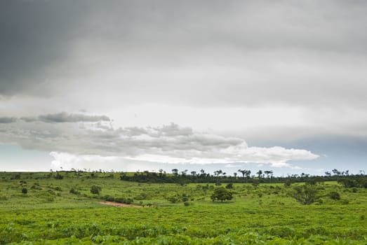 Rain clouds above manioc plantation on southern Brazil.