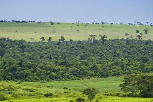 Conversion of areas of rainforest for cattle ranching and agriculture in the northwest of Paran�, southern Brazil.