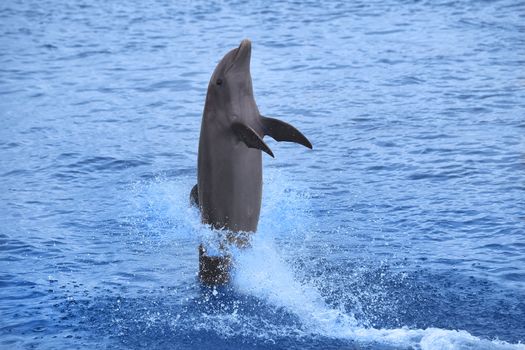 Dolphin showing off in the Caribbean water, Curacao