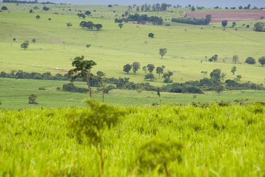 Conversion of areas of rainforest for cattle ranching and agriculture in the northwest of Parana, southern Brazil.