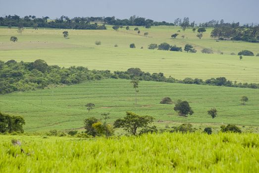 Conversion of areas of rainforest for cattle ranching and agriculture in the northwest of Parana, southern Brazil.