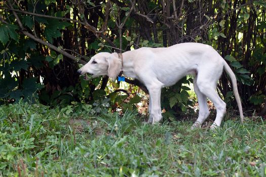 A standing saluki pup gnawing a branch in a park 
