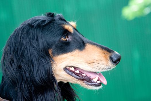 A portrait of young saluki
