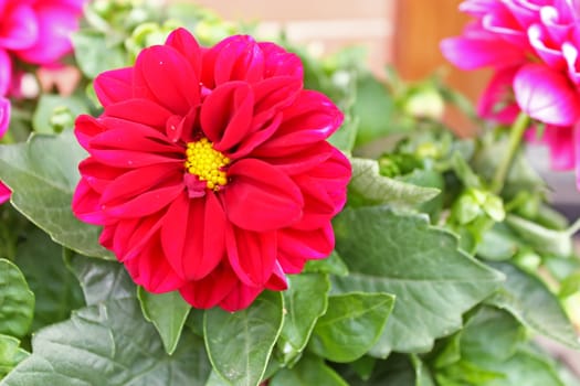 Red dahlia against the softly muted shades of the leaves