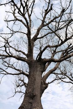 silhouette of an ancient tree on lovely cloudy day