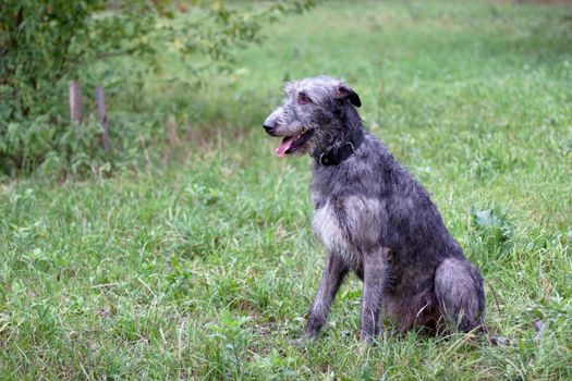 A sitting irish wolfhound in a summer park
