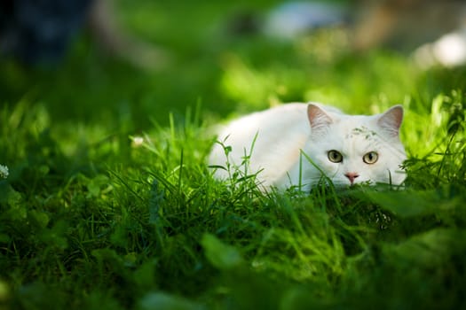White Cat hunting hiding in grass outdoors