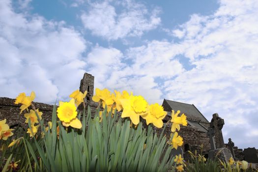 daffodils in front of ancient celtic crosses in the graveyard of an old irish church