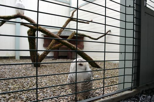 owls in a bird sanctuary