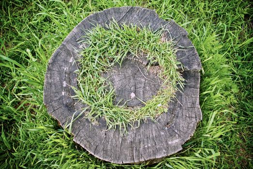 Grassy Stump in a park
