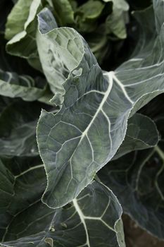 Green biological salad cultivated without pesticides