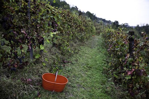 Piemonte: Italian wineyard at the beginning of October