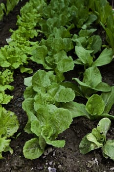 Green biological salad cultivated without pesticides