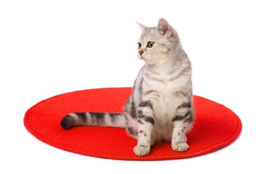 Grey cat sitting pretty isolated on white