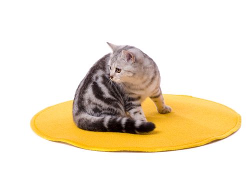Grey cat sitting pretty isolated on white
