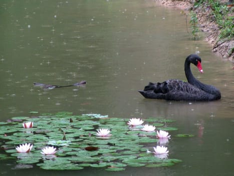 Swan, black, a bird, feathery, a head, an animal, the nature, fauna, hen house, plumage