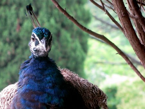 Peacock, bird, feathery, a head, a cop shining, a zoo, nursery, an animal, the nature, fauna, multi-colored