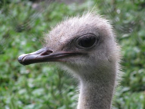 Ostrich, bird, feathery, a head, a zoo, nursery, an animal, the nature, fauna, a portrait
