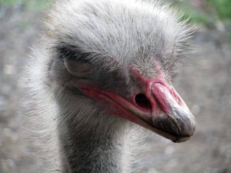 Ostrich, bird, feathery, a head, a zoo, nursery, an animal, the nature, fauna, a portrait, park