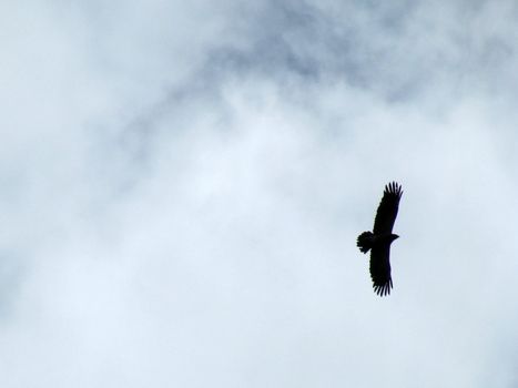 The eagle, black, a kite, an Egyptian vulture, a bird, feathery, a head, the nature, fauna