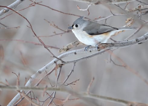 A tufted titmouse perched on a tree branch.