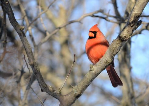 A male cardinal perched on a tree branch.