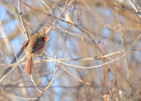 A female cardinal perched on a tree branch.