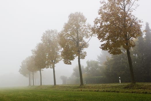 an image of a road covered in fog