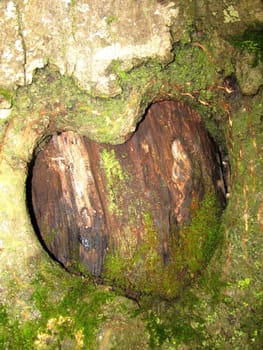 Heart; a bark; a tree; a structure; the nature; a moss; vegetation; flora