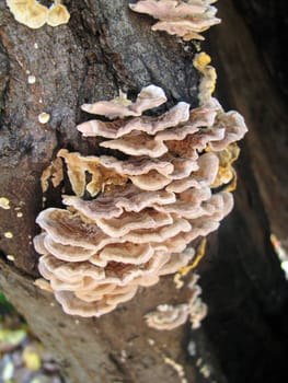 Mushrooms; wood; hats; leaves; foliage; poison; dew; a background; a kind