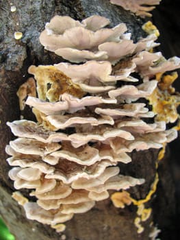 Mushrooms; wood; hats; leaves; foliage; poison; dew; a background; a kind