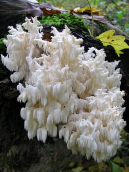 Mushrooms; wood; hats; leaves; foliage; poison; dew; a background; a kind