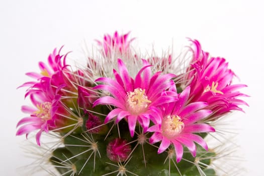 Blooming cactus on  light background.An image with shallow depth of field.