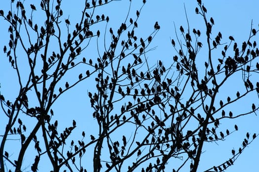 Flock of birdsin a tree