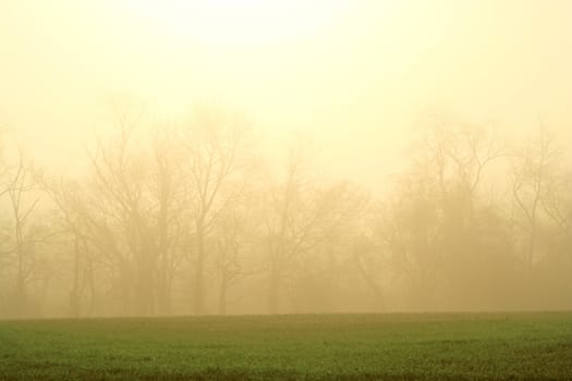 Foggy trees with sun