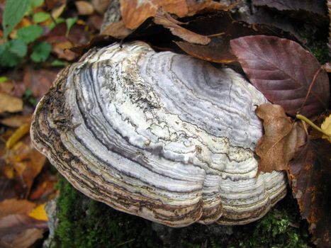 Mushrooms; wood; hats; leaves; foliage; poison; dew; a background; a kind