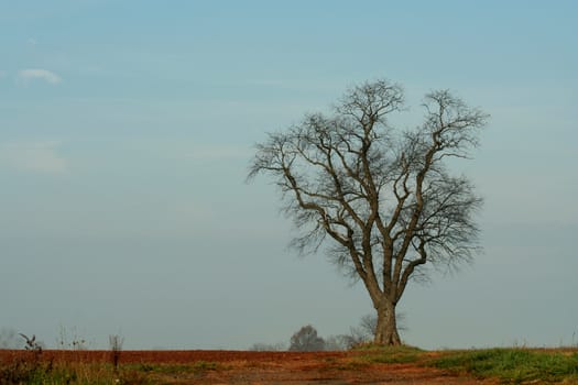 A Large tree in a field