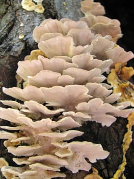 Mushrooms; wood; hats; leaves; foliage; poison; dew; a background; a kind