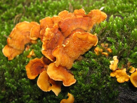 Mushrooms; wood; hats; leaves; foliage; poison; dew; a background; a kind